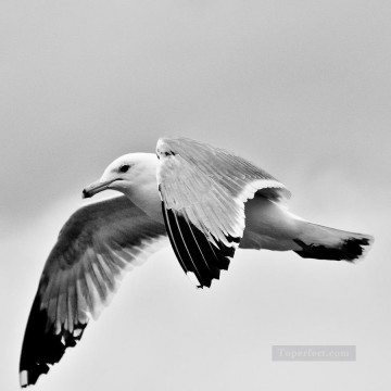  blanco lienzo - pájaro blanco y negro